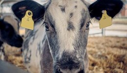 Lancashire: Developing the rumen for optimum calf health